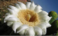 Arizona State Flower - Saguary Cactus Flower