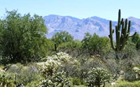 Oro Valley Building Lot on Coyote Blue