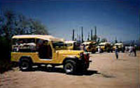 Tucson Attraction - Sunshine Jeep Tours