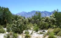 Oro Valley Building Lot on Coyote Blue
