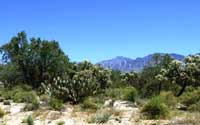 Oro Valley Building Lot on Coyote Blue