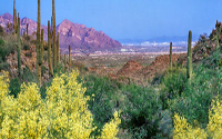 Saguaro Ranch Homes